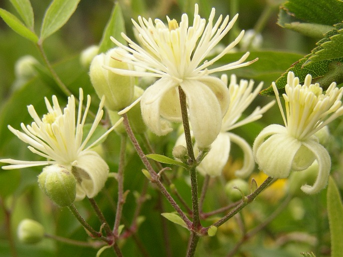 Clematis vitalba