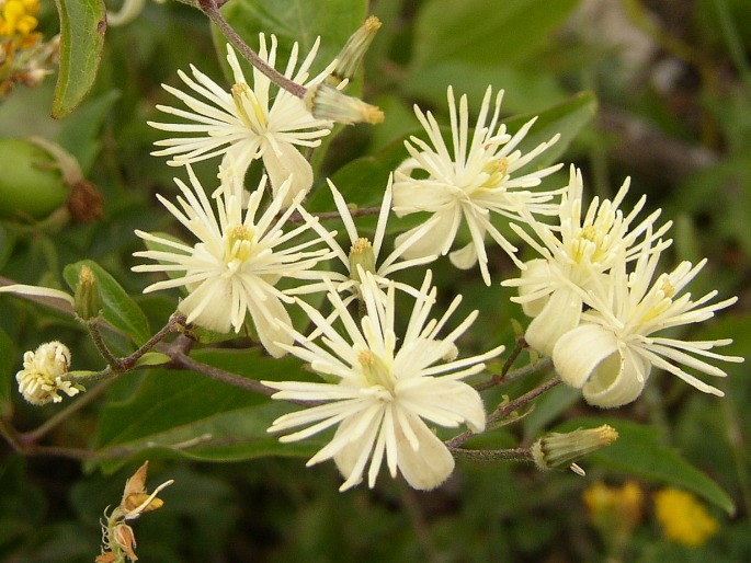 CLEMATIS VITALBA L. - plamének plotní / plamienok plotný