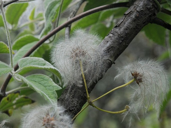 Clematis mauritiana