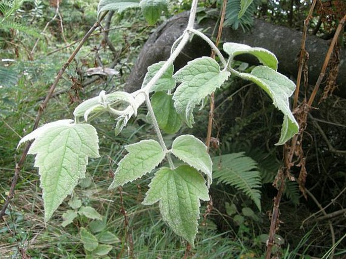 Clematis mauritiana