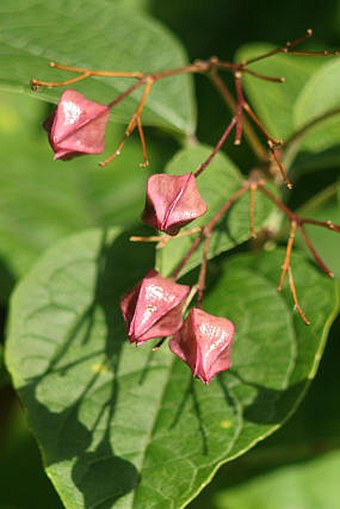 Clerodendrum trichotomum