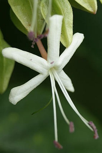 Clerodendrum trichotomum