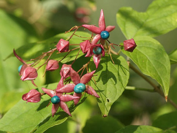 Clerodendrum trichotomum