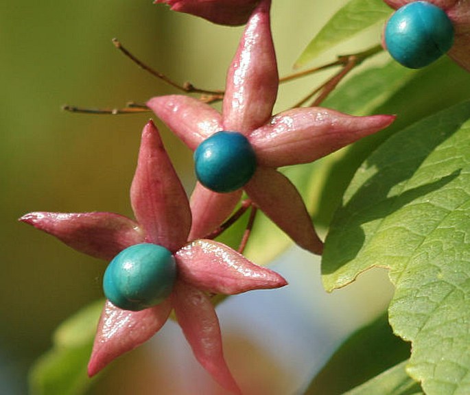 Clerodendrum trichotomum