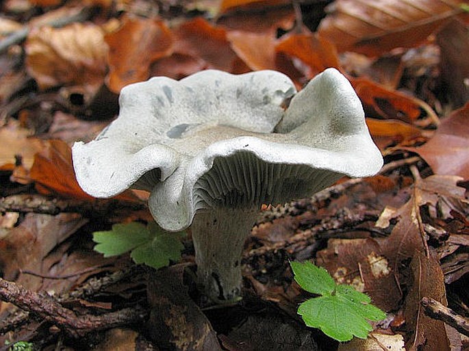 Clitocybe odora