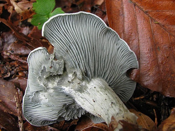 Clitocybe odora