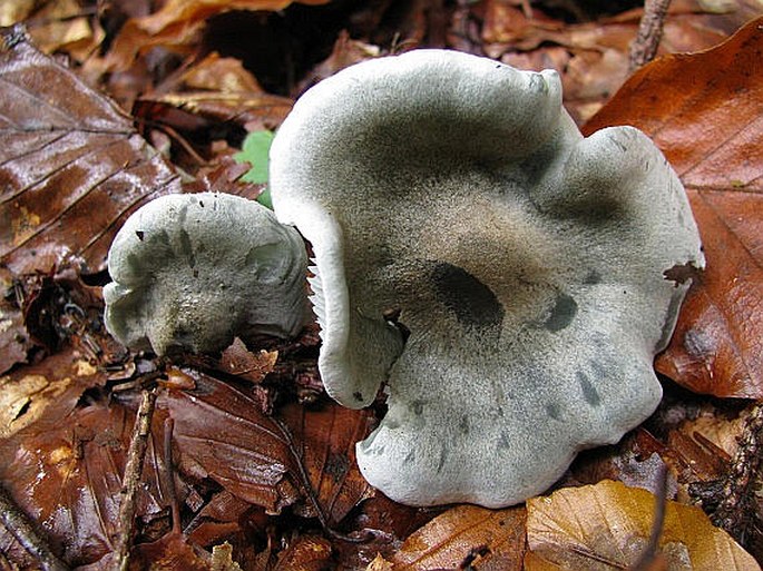 Clitocybe odora