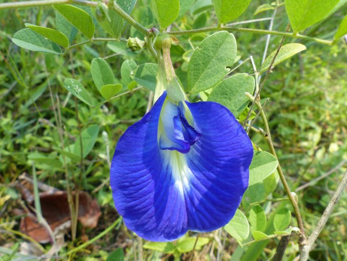 CLITORIA TERNATEA L.