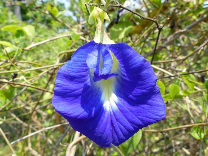 Clitoria ternatea