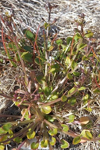 Cochlearia groenlandica