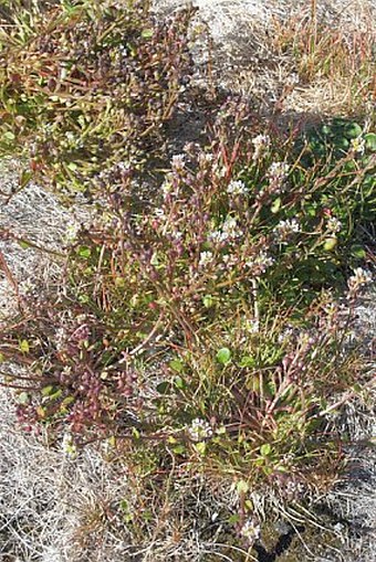 Cochlearia groenlandica