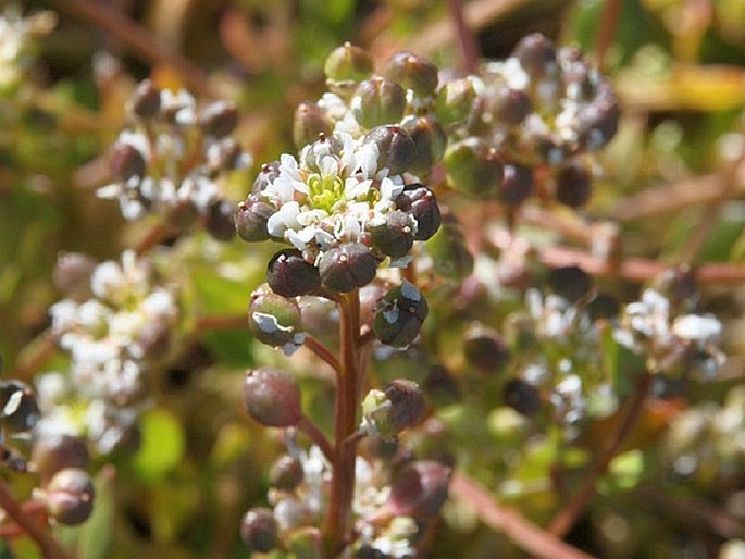 COCHLEARIA GROENLANDICA L. - lžičník / lyžičník