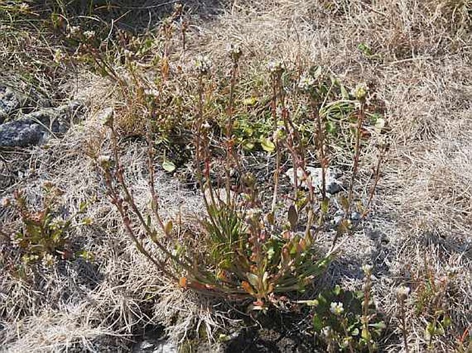 Cochlearia groenlandica