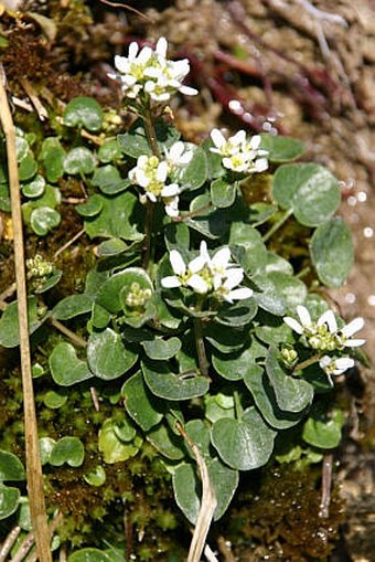 Cochlearia pyrenaica