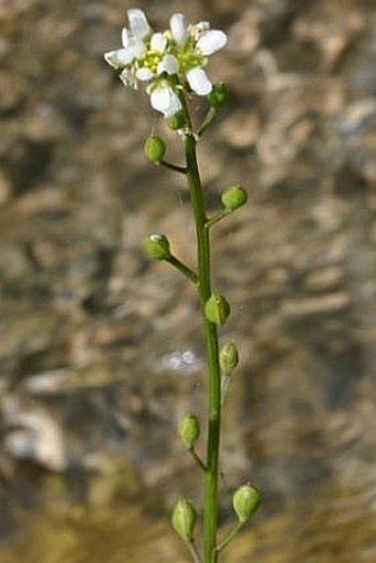 Cochlearia pyrenaica