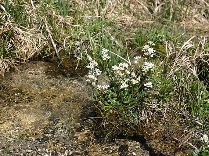 Cochlearia pyrenaica