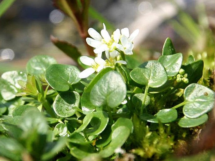 Cochlearia pyrenaica