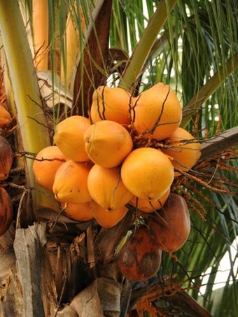 Cocos nucifera