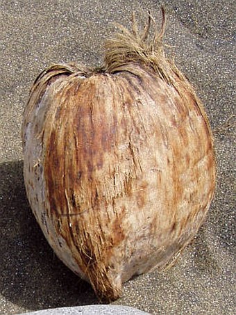 Cocos nucifera