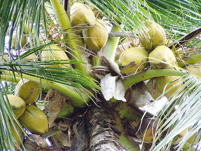 Cocos nucifera