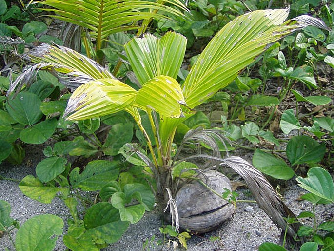 Cocos nucifera