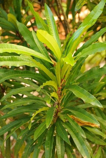 Codiaeum variegatum