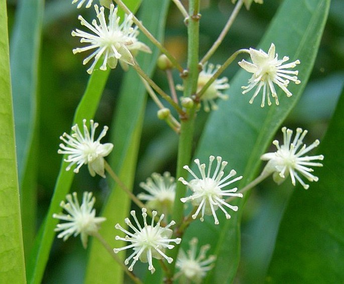 Codiaeum variegatum