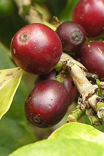 Coffea arabica