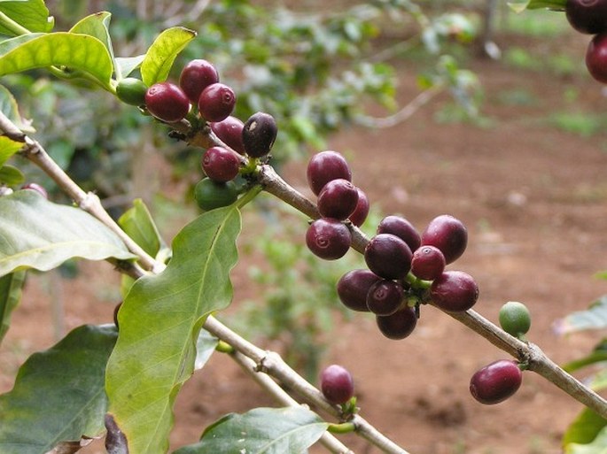 Coffea arabica