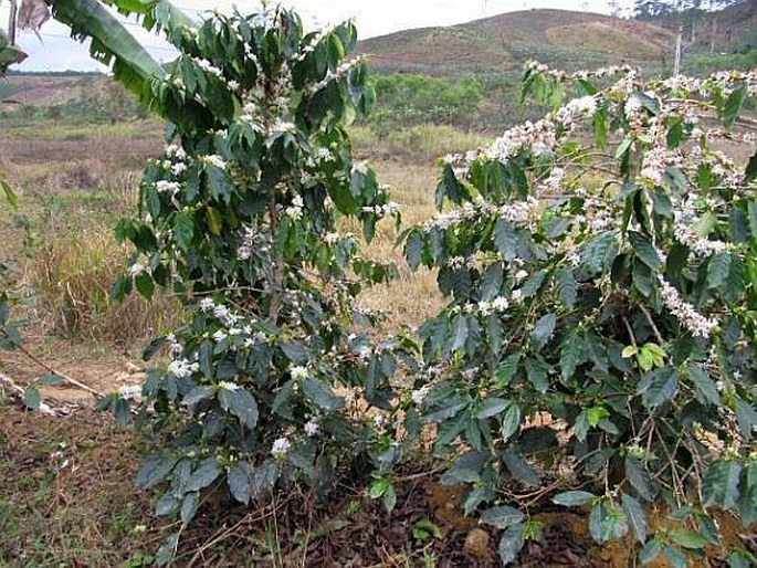 Coffea arabica