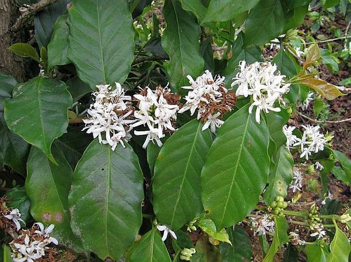 COFFEA ARABICA L. - kávovník arabský