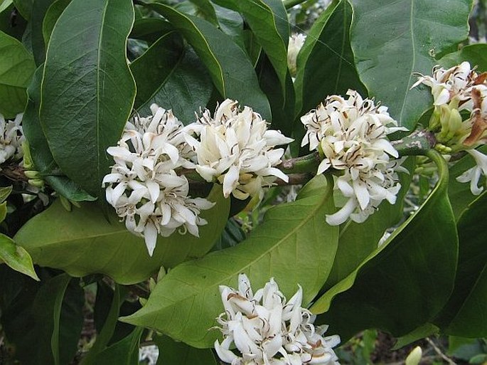 Coffea arabica