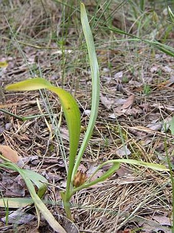 Colchicum arenarium