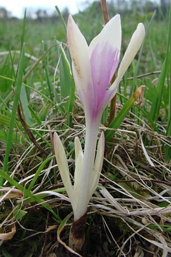 Colchicum autumnale