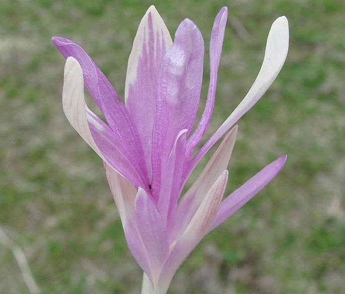 Colchicum autumnale