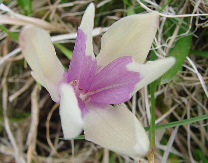 Colchicum autumnale