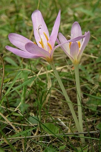 Colchicum autumnale