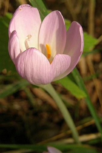 Colchicum autumnale