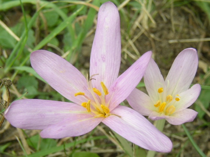 Colchicum autumnale