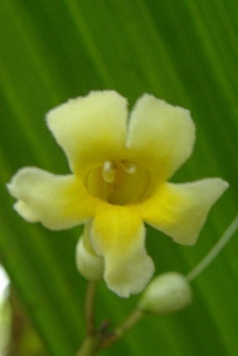 Colea seychellarum