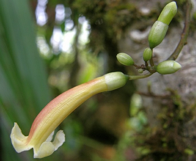 COLEA SEYCHELLARUM Seem.