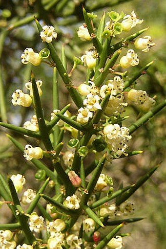 Colletia spinosissima