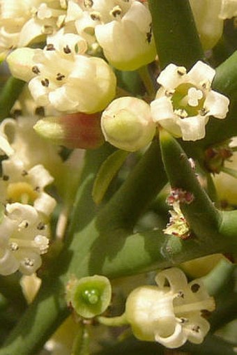 Colletia spinosissima