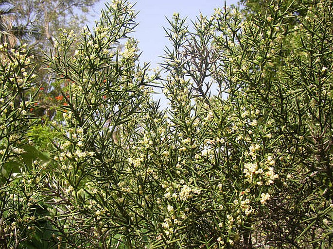 Colletia spinosissima