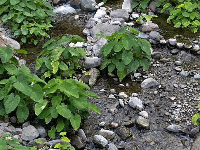 Colocasia esculenta