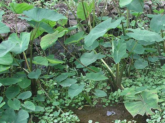 Colocasia esculenta