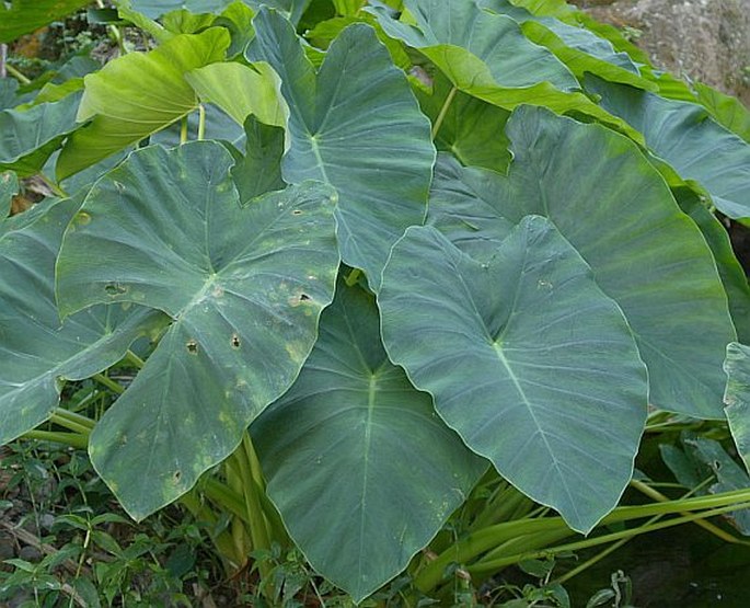 Colocasia esculenta