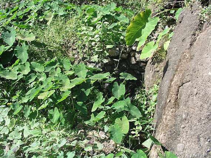 Colocasia esculenta