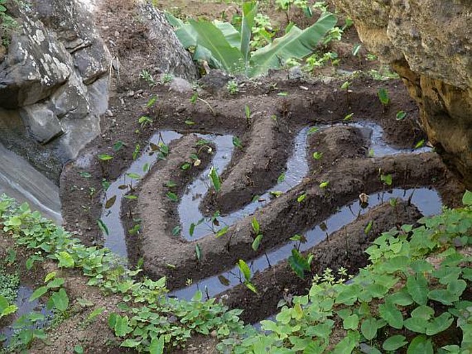 Colocasia esculenta