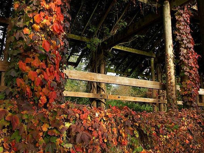 University of British Columbia Botanical Garden